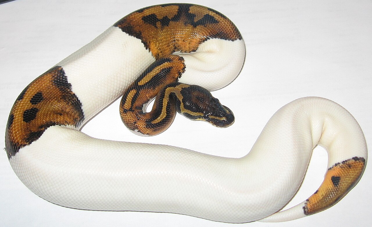 Ball python - Wikipedia