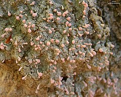 Pink Earth Lichen (4504528008).jpg