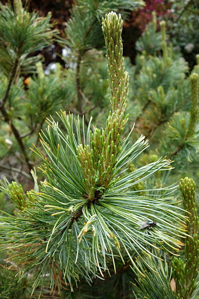 File:Pinus pumila - Morris Arboretum - DSC00264.JPG