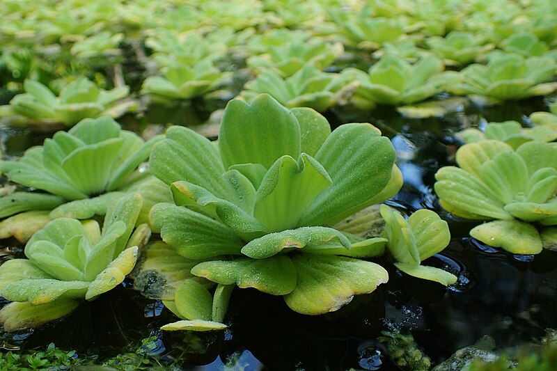 File:Pistia stratiotes kz01.jpg