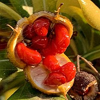 Fruits