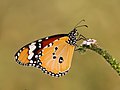 * Nomination Danaus chrysippus from Bangalore,India. --Firos ak 17:26, 16 March 2018 (UTC) * Promotion Good quality --PJDespa 14:47, 18 March 2018 (UTC)