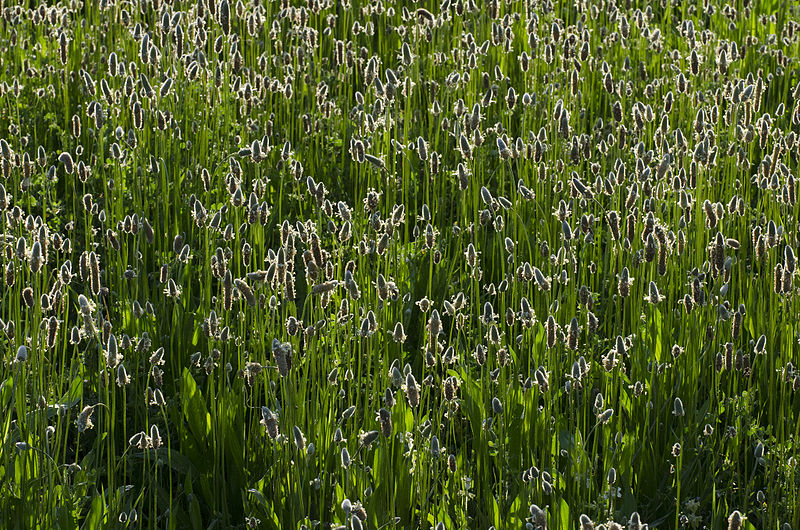 File:Plantago sp, Adana 01.jpg