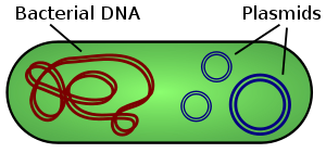 Image result for plasmids
