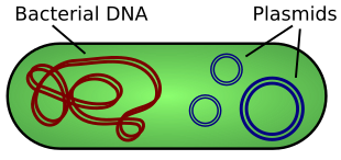 Cromosoma: Descrizione, Cromosomi umani, Patologie cromosomiche