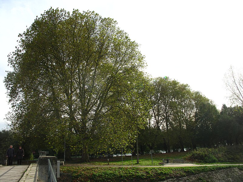 File:Platanes du pont de l'écluse de Vaires (automne).jpg