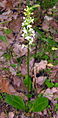 Platanthera bifolia3.JPG