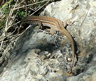 <span class="mw-page-title-main">Dalmatian wall lizard</span> Species of lizard