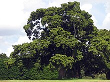 Podocarpus totara (Podocarpaceae) in New Zealand. PodocarpusTotara2.jpg