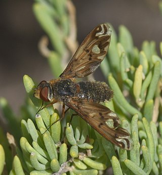 <i>Poecilanthrax alcyon</i> Species of fly