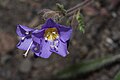 Polemonium elegans