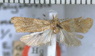 <i>Polychrosis meliscia</i> Species of moth endemic to New Zealand