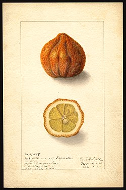 Pomologisches Aquarell POM00006385.jpg