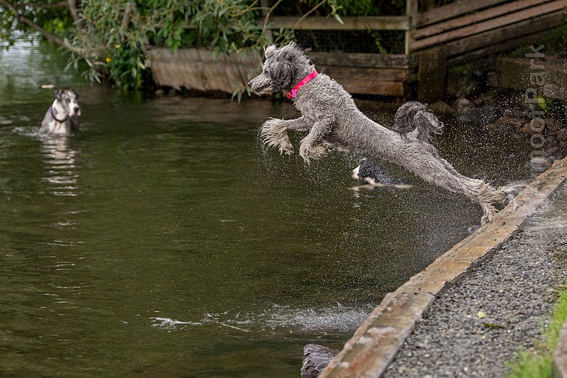 File:PoodleDivingIntoWater16Aug2014.jpg