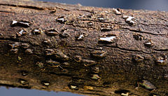 Propolis versicolor 418764.jpg