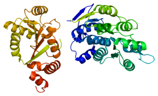 <span class="mw-page-title-main">DDX3X</span> Protein-coding gene in the species Homo sapiens