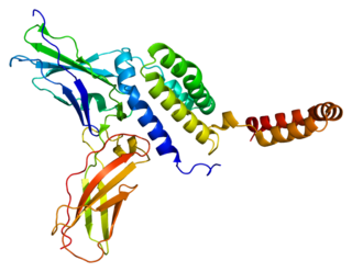 <span class="mw-page-title-main">Interleukin 10 receptor, alpha subunit</span> Protein-coding gene in the species Homo sapiens