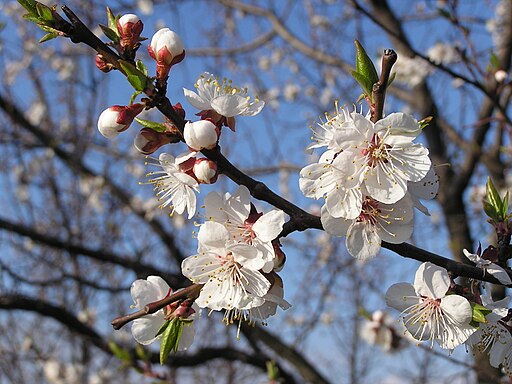 Prunus armeniaca in Donetsk