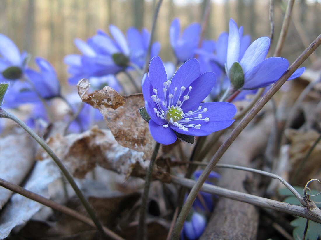 Hepatica