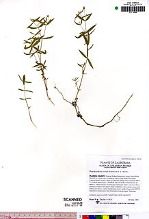 <i>Pseudostellaria sierrae</i> Species of flowering plant