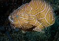 Psychedelic frogfish