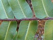 Pteris vittata from Antalya city in Turkey 09.jpg