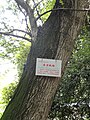 Pterocarya tonkinensis - Kunming Botanical Garden - DSC02929.JPG