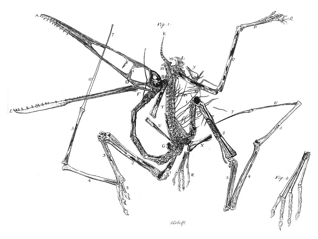 Pterodactylus holotype Collini 1784