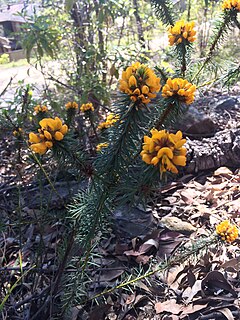 <i>Pultenaea aristata</i> Species of flowering plant