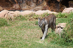 Puma concolor stanleyana - Texas Park - Lanzarote -PC09.jpg