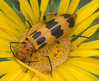 <i>Pyrota</i> Genus of beetles