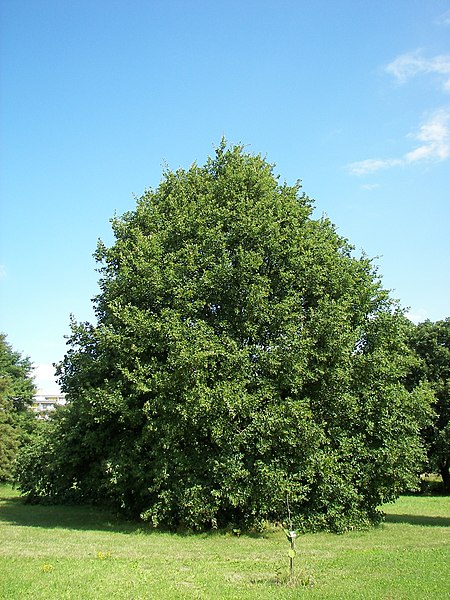 File:Quercus petraea 01.jpg