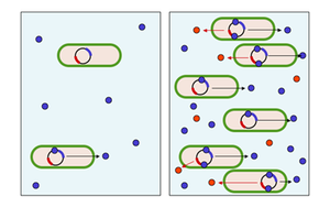 Figure 3: Diagram of quorum sensing. (left) In low density, the concentration of the autoinducer (blue dots) is relatively low and the substance production is restricted. (right) In high density, the concentration of the autoinducer is high and the bacterial substances (red dots) are produced. Quorum sensing diagram.png