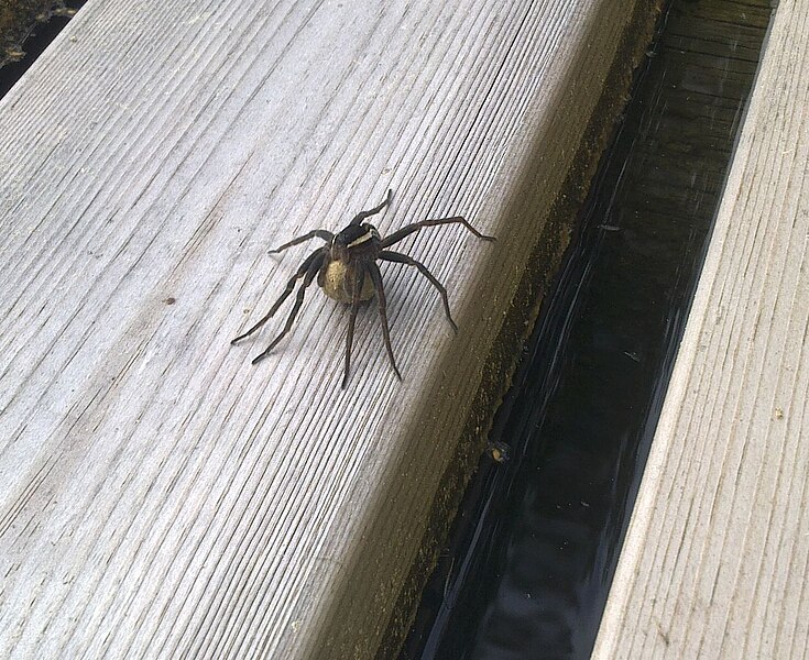 File:Raft spider female.jpg
