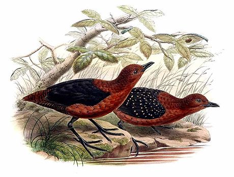 Forbes's forest rail