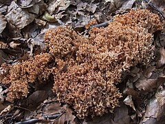 Ramaria B1 (1).JPG