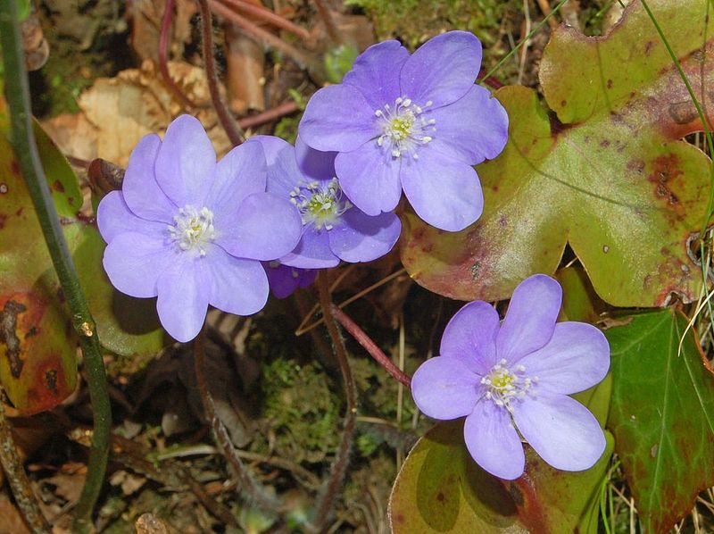 File:Ranuncolaceae - Anemone hepatica.JPG