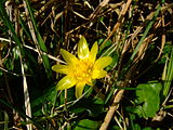 Scharbockskraut bildet an geeigneten Standorten auch rasen die im Frühling hübsch anzusehen sind.