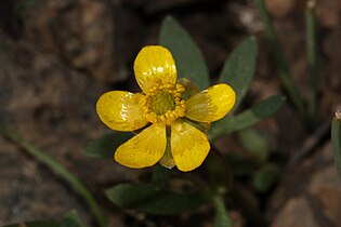 Umtanum Creek Recreation Area