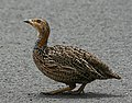 Red-winged Francolin (Francolinus levaillantii) from side.jpg