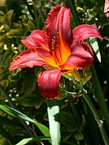 Hemerocallis