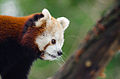 Red Panda (16177579968).jpg
