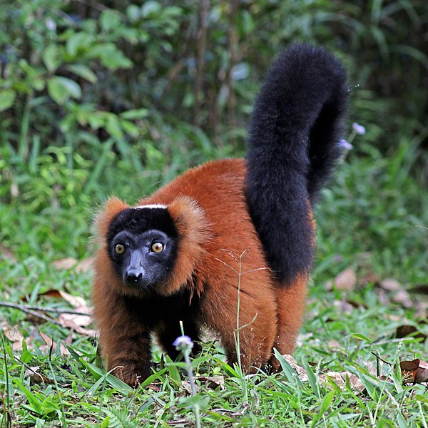 File:Red ruffed lemur (Varecia rubra).jpg