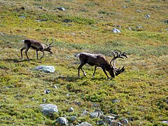 Renifer w Parku Narodowym Abisko