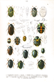 Plate/Planche/Tafel 103 "Trogoderma, Ctenias, Anthrenus, Trinodes, Orphilus, Limnichus, Simplocaria, Lamprobyrrhulus"