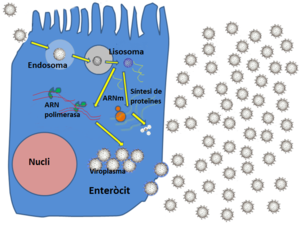 Rotavirus