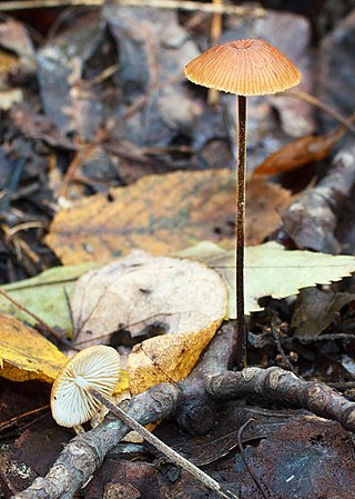 <i>Rhizomarasmius</i> Genus of fungi