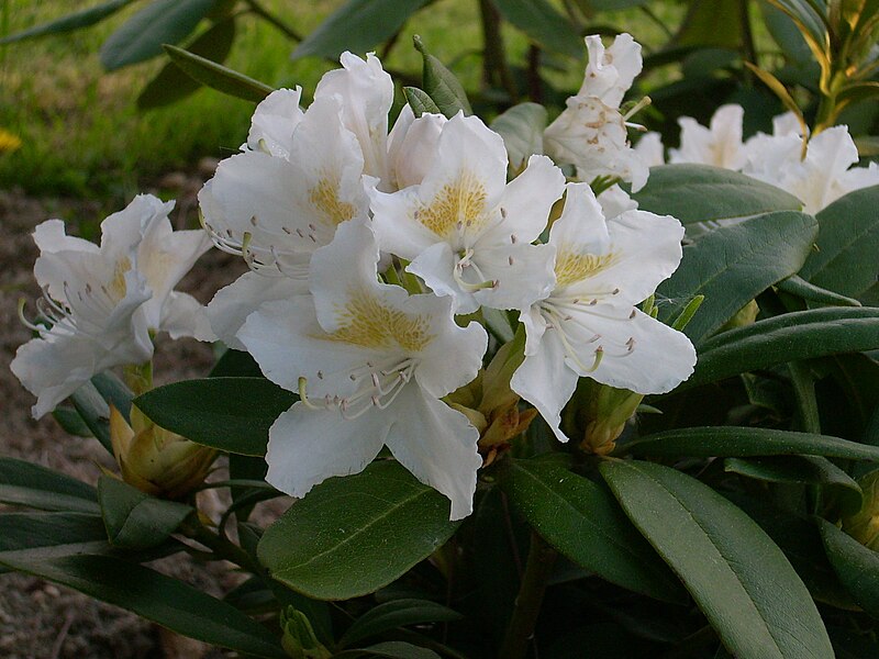 File:Rhododendron cultivar 'Cunningham's White'.jpg