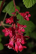 Ribes sanguineum 5402.JPG