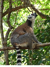Ring-tailed lemurs are some of the most vocal primates. Ring-Tailed Lemur Calling, Anja Reserve (3953855032).jpg